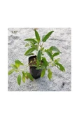 Saksılı Pepino Fidanı 10-20 cm thumbnail 1