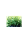 Ligüstrüm Lüküstürüm Ligustrum Japonica Kurtbağrı Fidanı 10-20 cm thumbnail 1