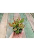 Crassula Ovata Hummels Sunset Para Ağacı 10-20 cm thumbnail 2