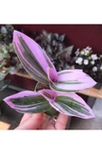 Tradescantia Nanouk Pembe Telgraf Çiçeği Fidanı 10-20 cm thumbnail 3