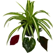 İç Mekan Kurdele Çiçeği Chlorophytum Comosum 10-20 cm thumbnail 2