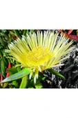 Kaz Ayağı Çiçeği Yer Örtücü Bitki 2 Adet (carpobrotus Acinaciformis) thumbnail 1