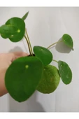 Pilea şans bitkisi çiçeği Ofıs bitkisi Salon Bitkisi 10-20 cm thumbnail 2