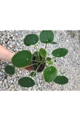 Saksılı Pilea Canlı Çiçek thumbnail 1