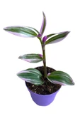 Tradescantia Nanouk Pembe Telgraf Çiçeği 10-20 cm thumbnail 3