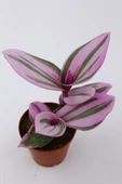 Tradescantia Nanouk Telgraf Çiçeği Fidanı 10-20 cm thumbnail 1