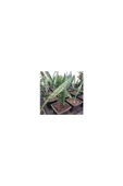 Paşa Kılıcı Sansevieria Fidanı 10-20 Cm thumbnail 2