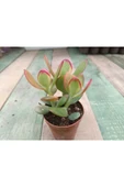 Crassula Ovata Hummels Sunset Para Ağacı 10-20 cm thumbnail 1
