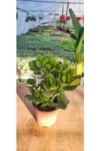 Crassula Ovata Para Çiçeği Fidanı 10-20 cm thumbnail 1