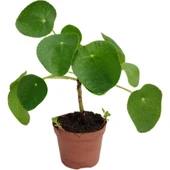 Pilea Para Çiçeği Fidanı 10-20 Cm thumbnail 1