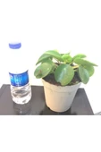 Pilea Para Çiçeği 10-20 cm thumbnail 3