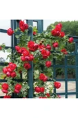 4 Adet Gül Fidanı Kırmızı Aşılı Gül Fidanı Kokulu Yediveren Sarmaşık thumbnail 1