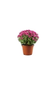 Saksılı Kasımpatı Fidanı Fidesi 10-20 cm - 3