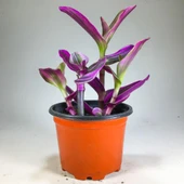 Tradescantia Nanouk Pembe Telgraf Çiçeği 8.5 cm Saksıda 10-20 cm thumbnail 2