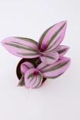 Tradescantia Nanouk Telgraf Çiçeği Fidanı 10-20 cm thumbnail 2
