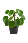 Pilea Peperomioides Çin Para Ağacı Fidanı 10-20 cm thumbnail 1