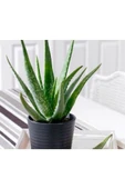 Alovera Çiçeği Fidanı Saksılı 10-20 cm thumbnail 1