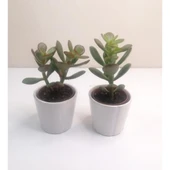 Para Çiçeği 2'li Crassula Ovata Sukulent 10-20 cm thumbnail 2
