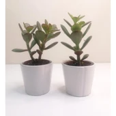 Para Çiçeği 2'li Crassula Ovata Sukulent 10-20 cm thumbnail 1