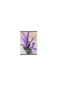 Telgraf Kara Sevda Çiçeği Tradescantia 10-20 cm Mor thumbnail 2