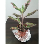 Kalonchoe Daigremantione / Aşkın Gözyaşı Çiçeği Fidanı 10-20 cm thumbnail 1