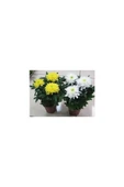 Karışık Renk Kasımpatı Krizantem Hüzün Çiçeği Chrysanthemum 10-20 Cm thumbnail 5