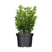 Şimşir Fidanı 20-40 Cm( Buxus Japonica Rococo ) thumbnail 1