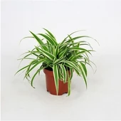 İç Mekan Kurdele Çiçeği Chlorophytum Comosum 10-20 cm thumbnail 1