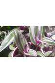 Telgraf Çiçeği Nanouk Tradescantia Fidanı 10-20 cm thumbnail 2