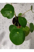Pilea şans bitkisi çiçeği Ofıs bitkisi Salon Bitkisi 10-20 cm thumbnail 3