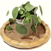 Pilea Para Çiçeği Fidanı 10-20 cm thumbnail 2