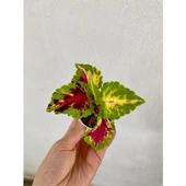 Karışık Renk Yaprak Güzeli Çiçeği 1 Adet Kolyos 10-20 cm thumbnail 2