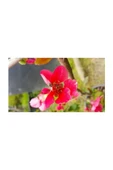 Chaenomeles Japon Ayvası Bahar Dalı Fidanı 30-50 cm - 1
