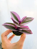Tradescantia Nanouk Pembe Telgraf Çiçeği 8.5 cm Saksıda 10-20 cm thumbnail 5