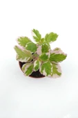 Plectranthus Forsteri Variegata Benjamin Çiçeği Fidanı 10-20 cm thumbnail 1
