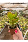 Para Çiçeği Bonsai Crassula Ovata Sukulent 10-20 cm thumbnail 1