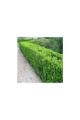 Şimşir (Buxus Sempervirens) Fidanı 20-40 cm thumbnail 1