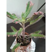 Kalonchoe Daigremantione / Aşkın Gözyaşı Çiçeği Fidanı 10-20 cm thumbnail 2