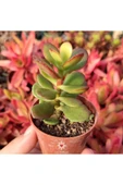Crassula Ovata, Para Ağacı, Feng Shui, 10-20 cm - 1