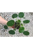 Saksılı Pilea Canlı Çiçek thumbnail 2