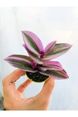 Telgraf Çiçeği Nanouk Tradescantia Fidanı 10-20 cm thumbnail 1