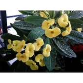 Dikenler Tacı Çiçeği Fidanı 10-20 cm Sarı - 1