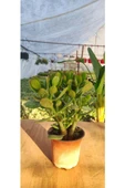 Crassula Ovata Para Çiçeği Fidanı 10-20 cm thumbnail 3