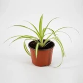 İç Mekan Kurdele Çiçeği Chlorophytum Comosum 10-20 cm thumbnail 3