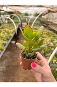 Para Çiçeği Bonsai Crassula Ovata Sukulent 10-20 cm thumbnail 3