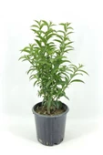 Melisa Parfüm Çiçeği Fidanı 10-20 cm - 1
