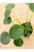 Çin Para Çiçeği (PİLEA) Fidanı 10-20 cm thumbnail 3