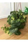 Potos Sarmaşığı Fidanı Fidesi 10-20 cm thumbnail 1