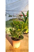 Crassula Ovata Para Çiçeği Fidanı 10-20 cm thumbnail 2