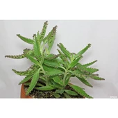 Aşkın Gözyaşı Çiçeği (Kalanchoe Daigremontiana) 10-20 cm thumbnail 4